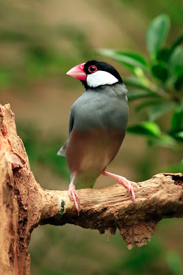 Different Types of Java Sparrow | Top Varieties of Java Finch | Mutations of Java Sparrow