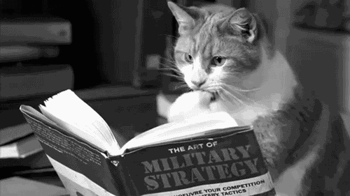 kucing membaca