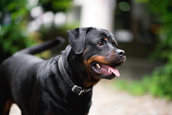 Rottweiler | Top 10 Cutest Large Dog Breeds