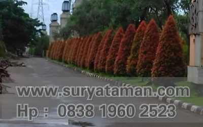 www.suryataman.com