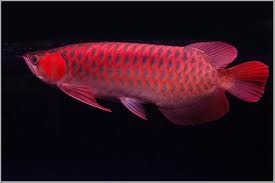 JUAL IKAN ARWANA SUPER RED JUAL ARWANA SUPER RED