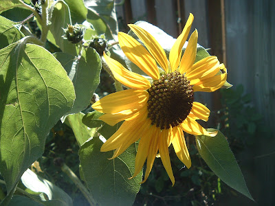 [Photo: Helianthus annuus.]