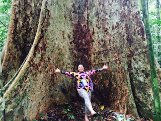 Pokok Melunak Terbesar di Malaysia