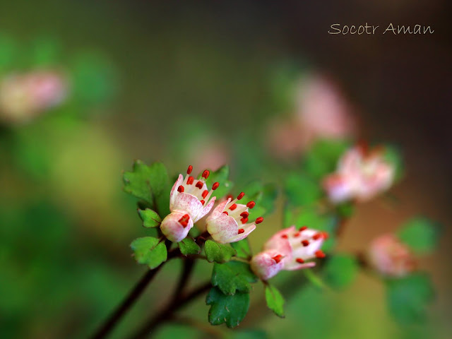 Chrysosplenium album