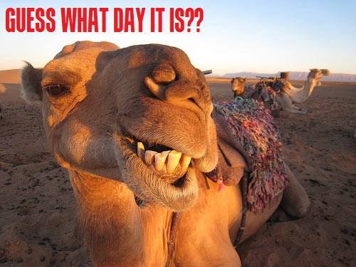 YELLOWDOG GRANNY: Almost gone, but hump day it was.