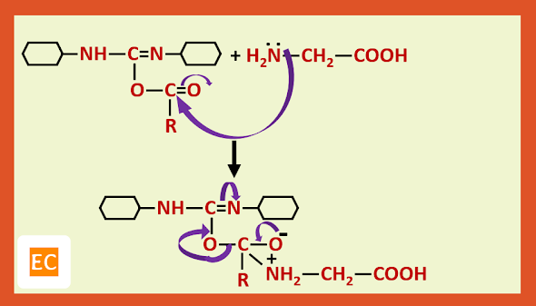 condensation with glycine2