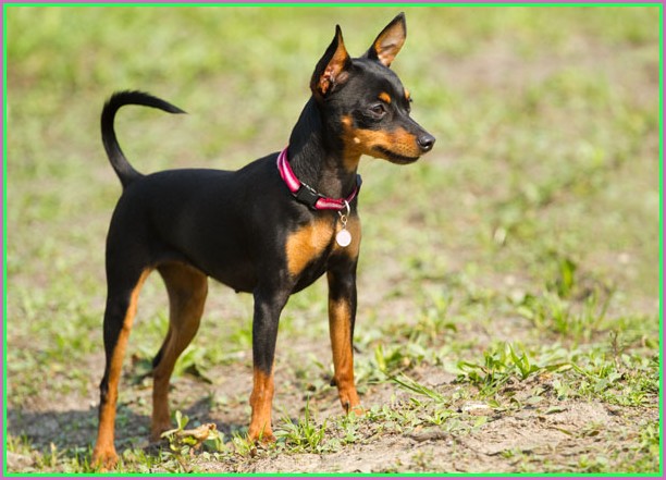 Mini Doberman Pinscher For Sale Craigslist