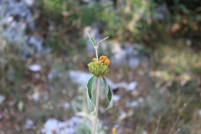 Phlomis fruticosa