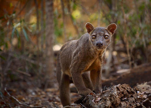 A fossa in the lush Kirindy Reserve forest, Madagascar