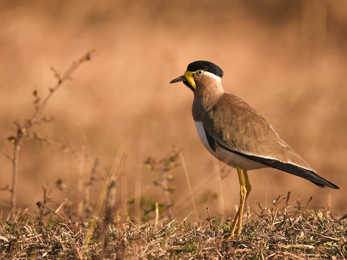 Yellow wattled lapwing at Dharwad Karnataka