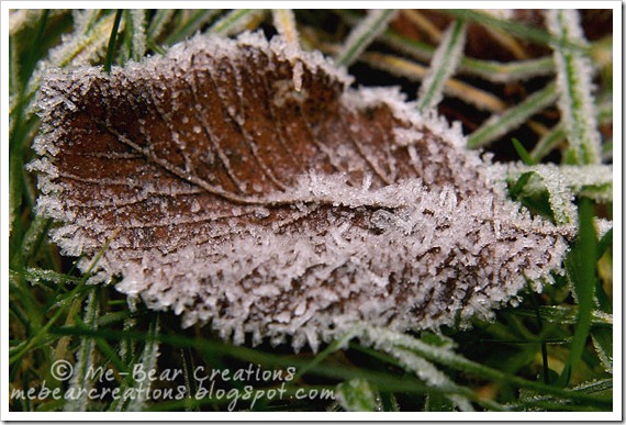 Frozen-Leaf_02