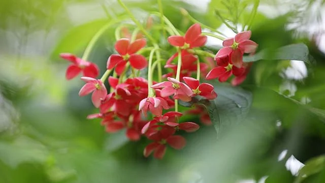 Pictures of exotic flowers - Pictures of exotic flowers - NeotericIT.com