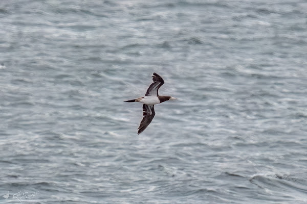 Brown booby