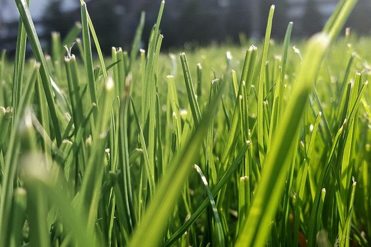 Perbandingan Lengkap: Rumput Sintetis vs Alami Untuk Taman Anda
