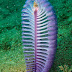 Facts :- Sea Pen