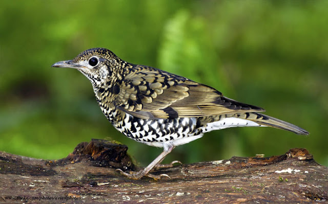 Anis Sisik, Scaly Thrush, Zoothera dauma