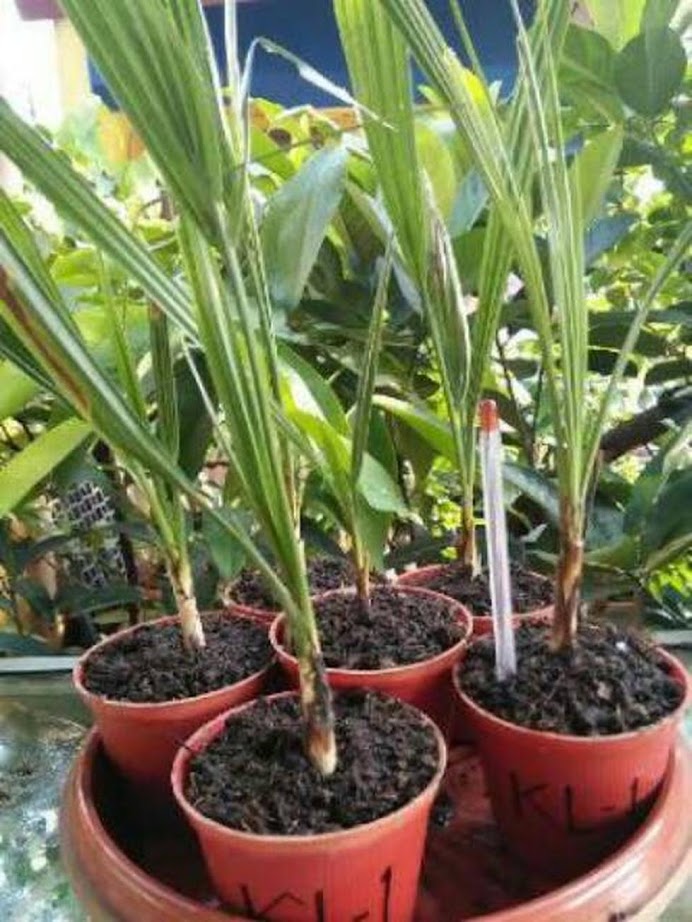 bibit tanaman buah kurma hybrid kl 1 import thailand Pariaman