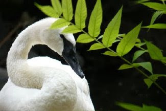 Swan Dance in Australia by Joe Beine