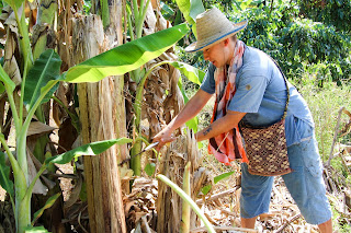 Chiang Mai, Thailand: Maerim Elephant Sanctuary