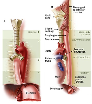 Hasil gambar untuk anatomi esofagus