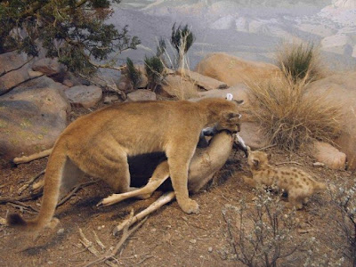 Mountain lion