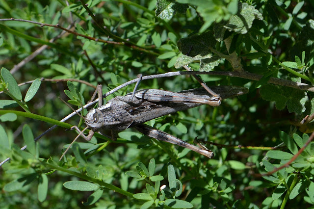 4 inches of hopping insect