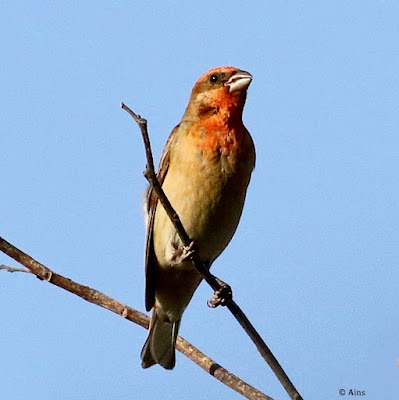 "Common Rosefinch,is a passage migrant during the spring season. Passage migrants are birds that pass through a region during their migration, but do not stay there for an extended period."