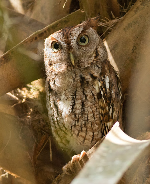 Eastern Screech Owl - Green Cay Wetlands, Florida