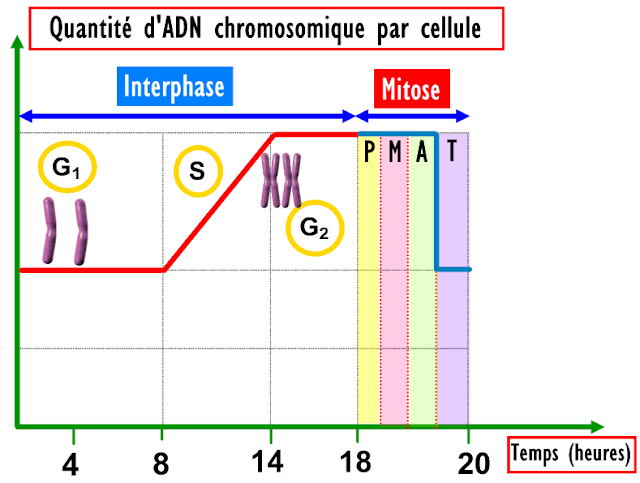 Évolution de la quantité d'ADN par cellule au cours de la mitose