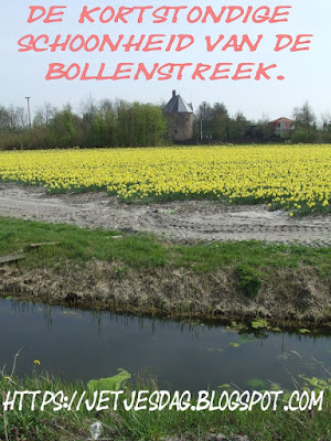 bloembollenvelden bij Lisse