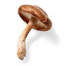 Shiitake Mushroom 1kg Price