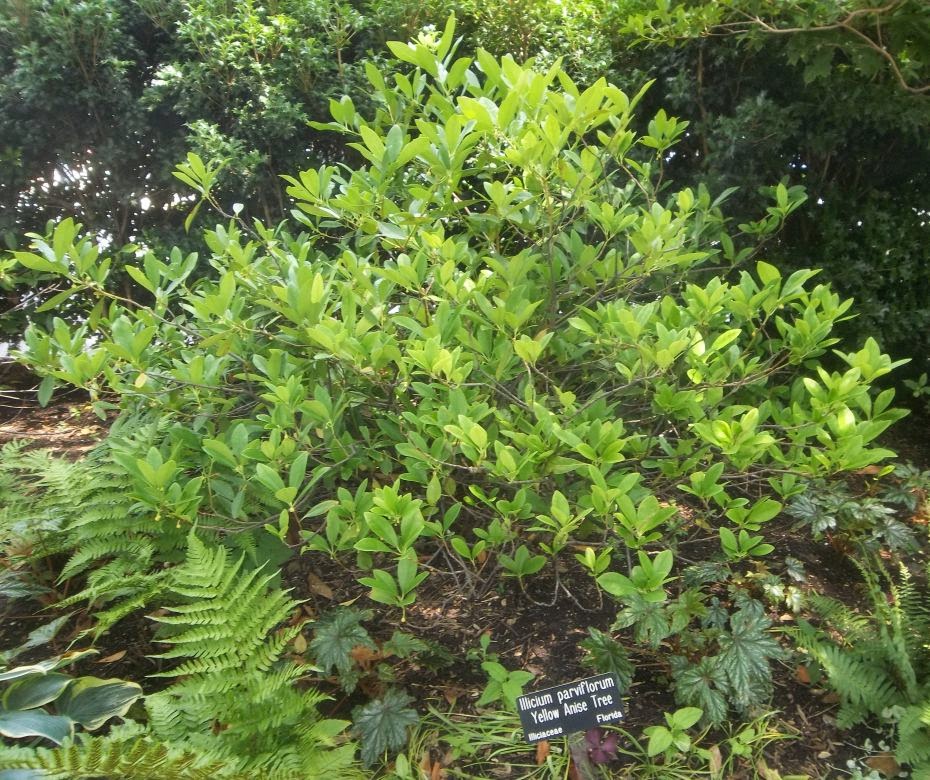 Future Plants By Randy Stewart Illicium Anise Tree