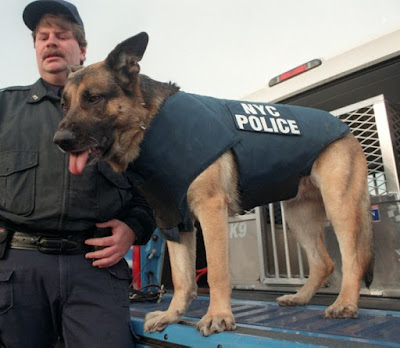 Appollo NYPD dog