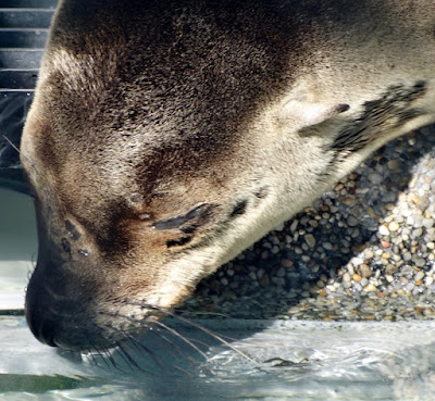 Marine Mammal Care Center (MMCC) by Stacey Kuhns