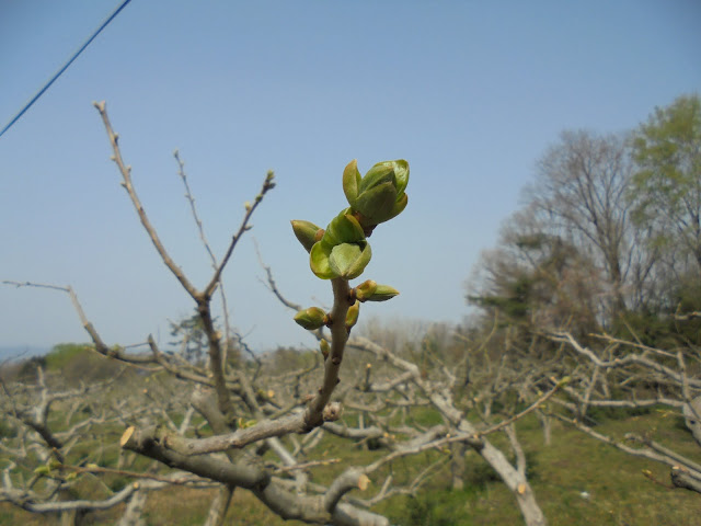 柿の芽吹き