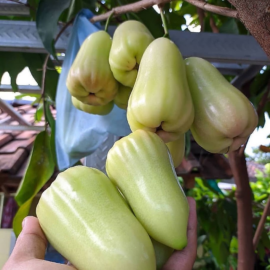 bibit buah jambu taiwan cepat tumbuh bengkulu Banda Aceh
