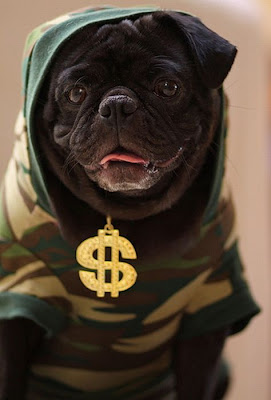 Gangsta Dog Seen On www.coolpicturegallery.us