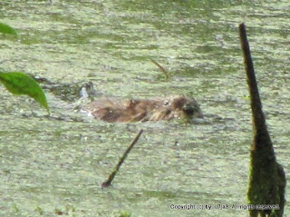 Muskrat