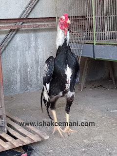 Ayam Shamo