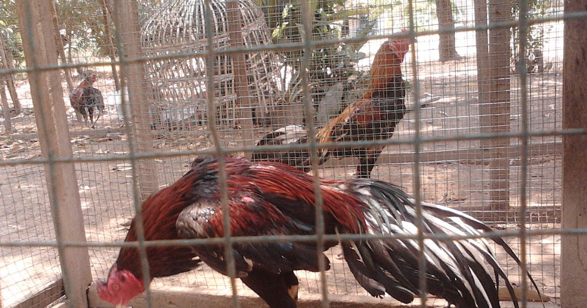  Kandang  Ayam  Bangkok Dari Kawat Tentang Kolam Kandang  Ternak