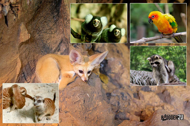 COMEL : Petting Zoo Lost World of Tambun