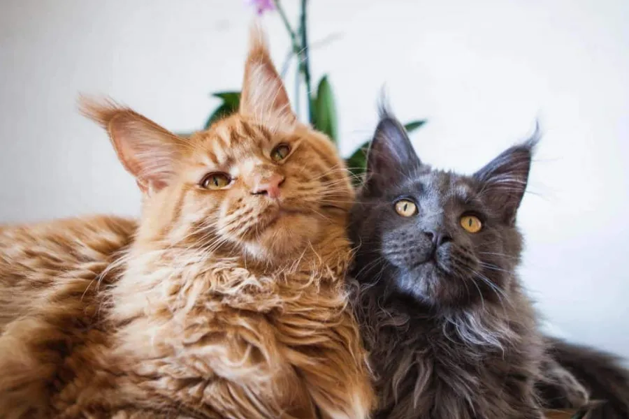 gato maine coon