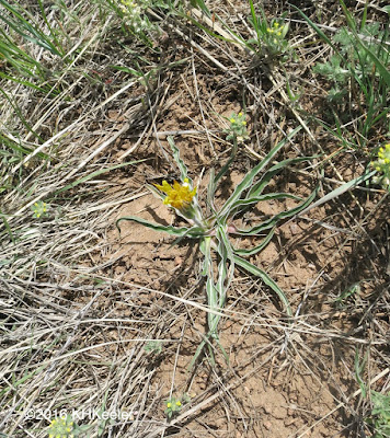 wavy-leaved dandelion, Nothocalais cuspidata