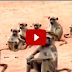 Real animal attacks caught on tape, Wild animals fight for water, Lion, Crocodile, Warthog, Monkey