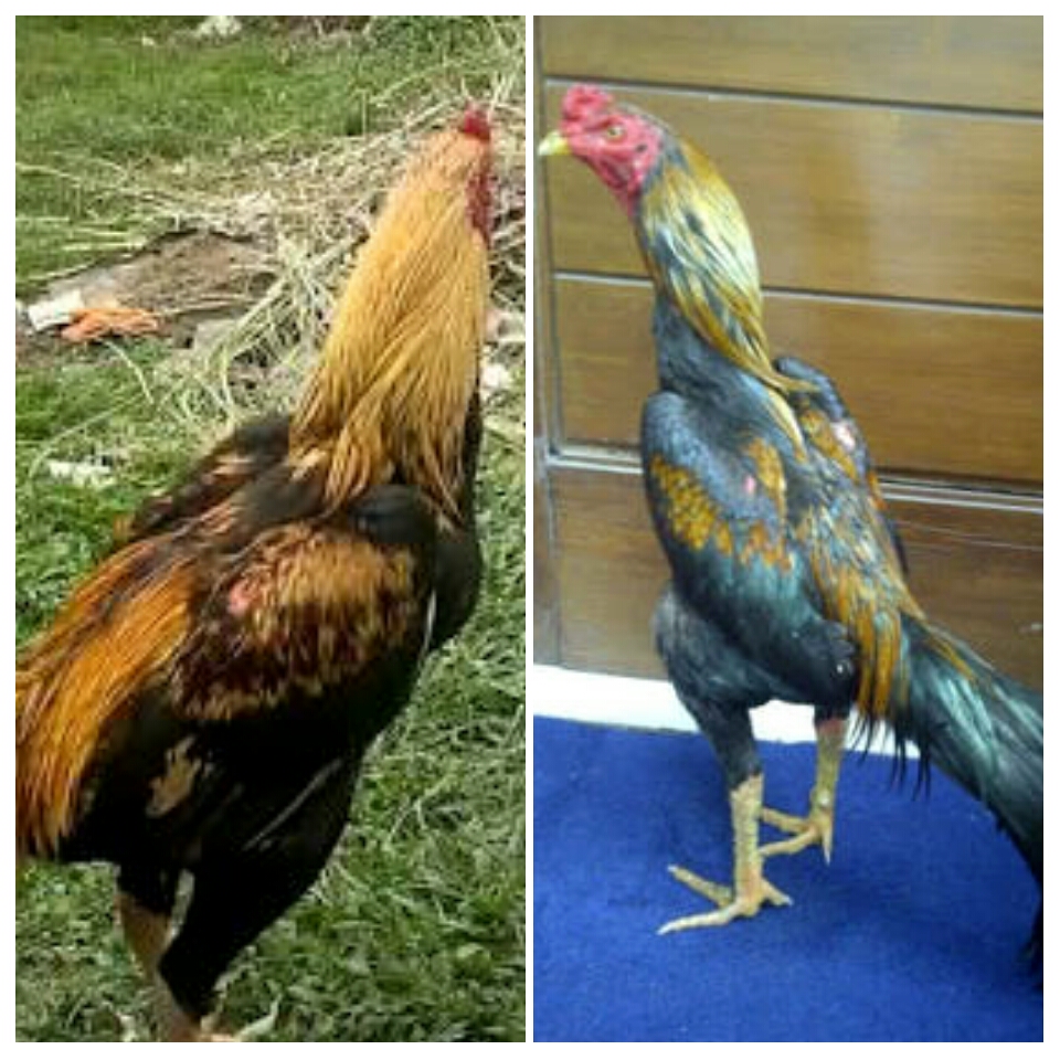  Ayam  Bangkok Khas Bulu Jalak Wido  Paling Populer AYAM  