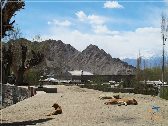 Leh, a cidade de pedra - Ladakh - Índia