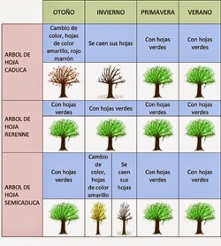 Arbol de hoja caduca, perenne y semicaduca