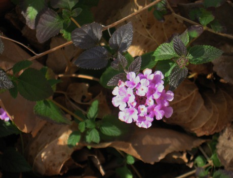 Lantana