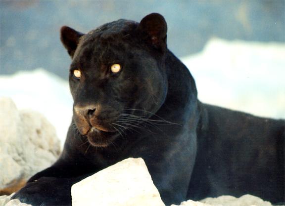 Black jaguar, Free Stock Photos  Pictures In Stitches