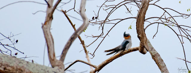 Cauvery Melagiri Hills Kenneth Anderson Eastern Ghats Western Ghats Birds